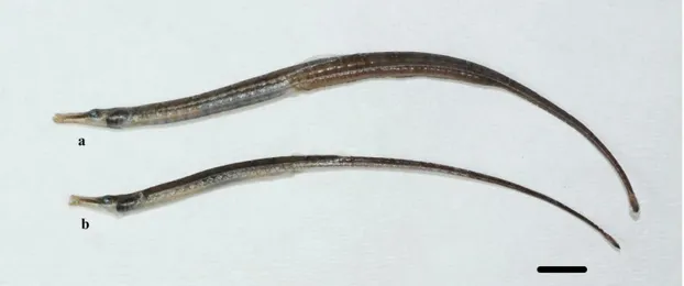 ġekil 1.2: Syngnathus abaster türünün genel görünümü (a: Erkek, b: DiĢi)  YaĢam ortamı: Demersal ( Kumlu ve algli zeminler), genellikle 0,5-5 metrelerde  yaĢarlar