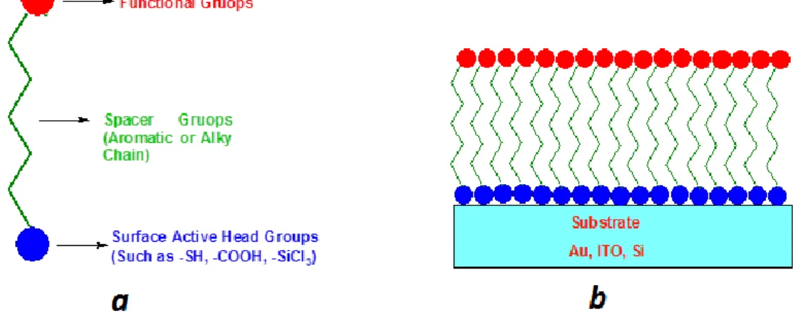 Figure 1.8 : Schematic illustration of SAMs (a) – Generation of SAMs on a substrate  (b) 