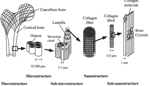 Figure 2.1 : Hierarchical structural organisation of human bone (Rho et al. 1998).  Human bone matrix consists of approximately 60% of inorganic and 30% of organic  components and 10% of water phases on a weight basis