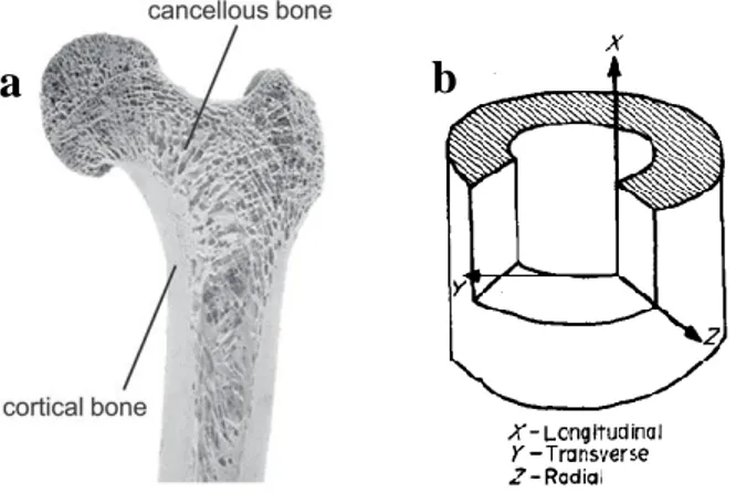 Figure 2.2 : a. Structure of bone at macro scale, b. Coordinate system for cortical  bone specimen