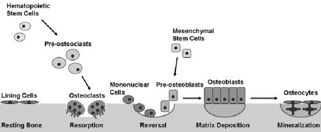 Figure 2.3 : Bone remodelling process (Kapinas &amp; Delany 2011). 