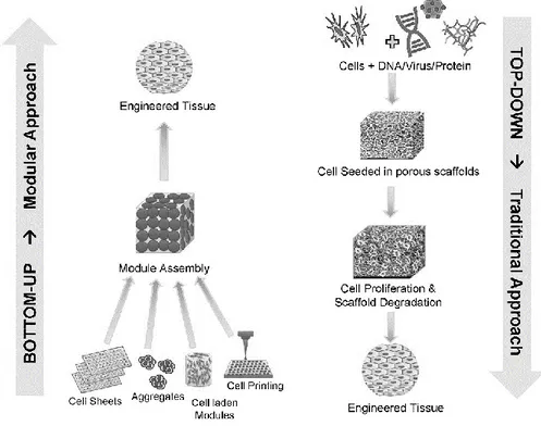 Figure 2.4 : Bottom-up and top-down approaches of tissue engineering  (Tiruvannamalai-Annamalai, Armant, &amp; Matthew 2014)