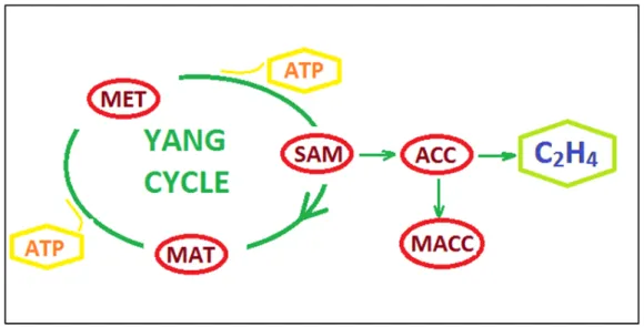 Figure 1.2: Ethylene synthesis by Yang Cycle 