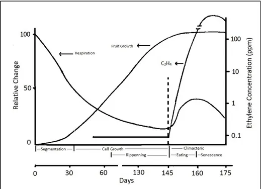 Figure 1.5: Respiration, ethylene and fruit growth relations in climacteric fruits  ( Söylemezoğlu, 1998) 