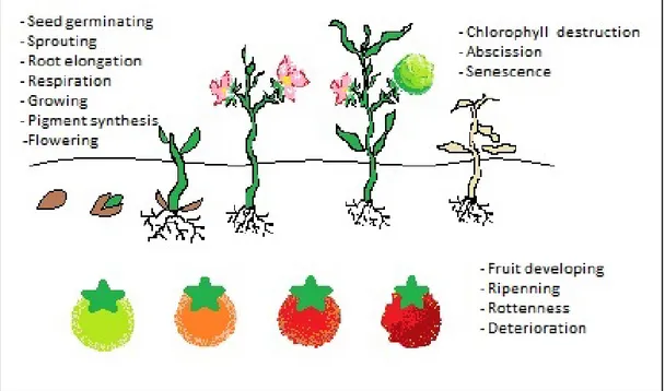 Figure 1.6: Ethylene effects on plant developing and fruit ripening  1.1.5.  Ethylene removal techniques 