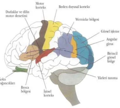 Şekil  4-1’de  beynin  önemli  işlevlere  odaklanan  bazı  bölgeleri  gösterilmiştir.  İnsan  beynindeki  ilginç  yapılaşmalara  örnek  olarak  Sözel  İletişim  bölgeleri  incelenebilir