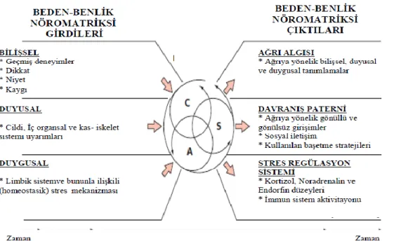 Şekil 1. Kronik ağrının Nöromatriks Teorisi (Melzack, 2003)  *Modelin Türkçe çevirisi Duruk’tan (2013) alıntılanmıştır