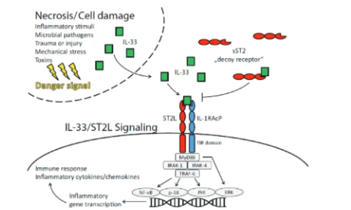 Figure 1. Two different isoforms of ST2 (ST2L ve sST2) 