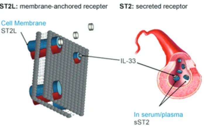 Figure 2. Intracellular pathways activated with interleukin-33/ST2L signal [10].