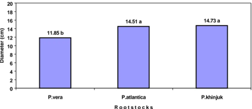 Fig. 3. Effect of rootstocks on cultivar diameters, 2001. 