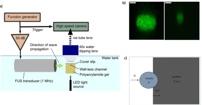Fig. 1. Materials and methods. (a) Experimental setup. A 25- or 100-mm-diameter wall-less channel in soft polyacryl- polyacryl-amide gel (Young’s modulus: 28.7 kPa) was filled with a dilute solution of microbubbles and sonicated at 1 MHz