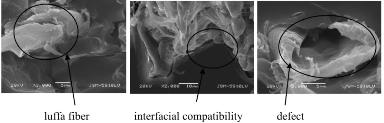 Figure 5: SEM photomicrograph for test samples of luffa inert epoxy matrix. 
