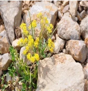 ġekil 1. 7 Astragalus eriophyllus                         ġekil 1. 8 A. plumosus. var