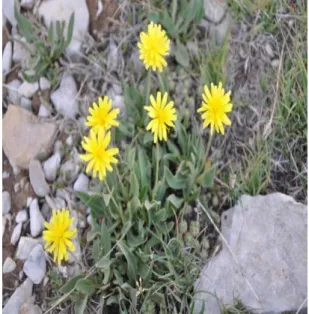 ġekil 1. 15 Dianthus zederbaueri                         ġekil 1. 16 Erysimum thyrsoideum subsp