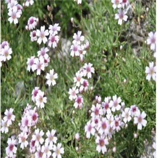 ġekil 1. 19 Haplophyllum armenum                     ġekil 1. 20 Hedyrsarum nitidum 