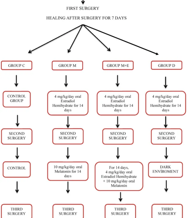 Figure 1. The algorithm for experimental model.