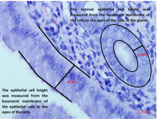 Figure 2. Histopathologic evaluation of the uterine horns in terms of uterine hypertrophy/hyperplasia.