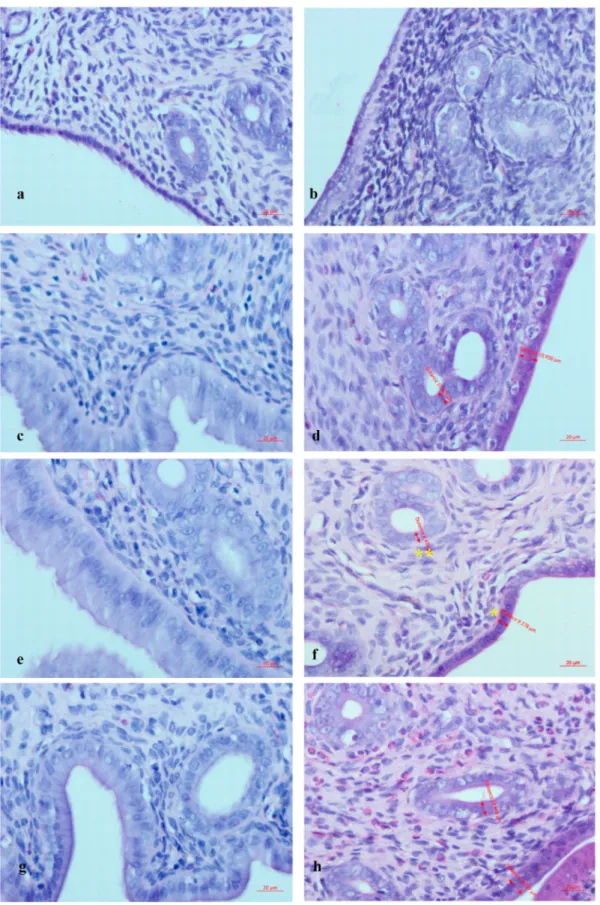 Figure 3. Histopathological images of all groups after surgeries a: Group [C]-Second surgery
