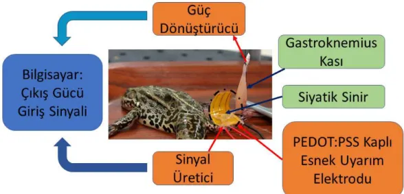Şekil 2.3 : In-vivo uyarım deney düzeneği 