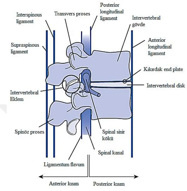 Şekil 2.3: Lomber omurgada fonksiyonel birimin şematik gösterimi (sagittal görünüm)  [2]