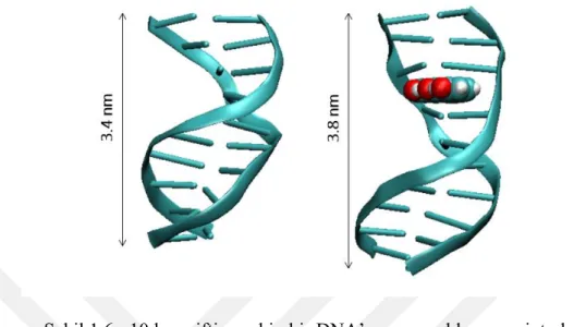 Şekil 1.6 : 10 baz çiftine sahip bir DNA’nın normal boyu ve interkalasyondan  sonraki boyu