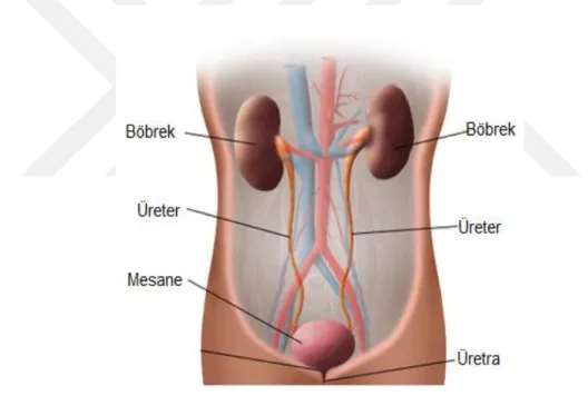 Şekil 1.1 : Üriner sistem 