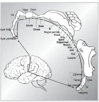 Şekil  1.1  :  Vücudun  farklı  bölümlerinin  algılama  ve  motor  kontrolü  bakımından  beyinde dağılımını gösteren duyusal alan haritası [1]  