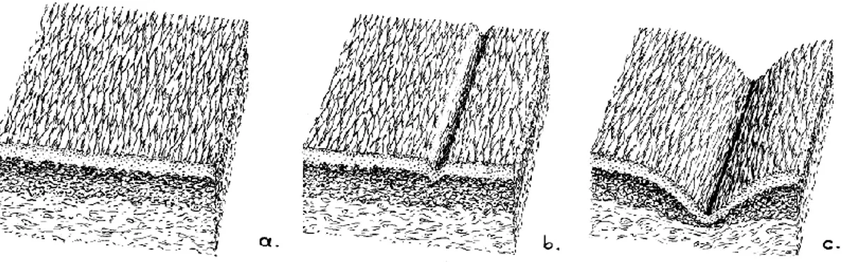 Şekil  2.2  :  Cilt  derisindeki  dokusal  değişimler:  (a)  kırışıklık,  (b)  mimetik  kırışıklıklar ve (c) oluklar [5] 