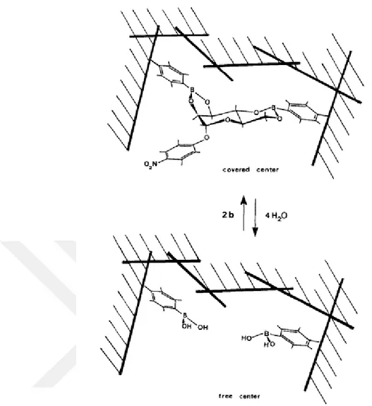 Şekil 1.4: Wulff ve arkadaşlarının uyguladığı kovalent baskılama yönteminin şematik  gösterimi [16] 