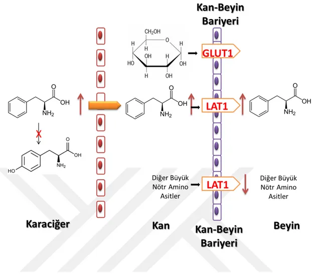 Şekil 1.3: Fenilalaninin beyine geçiş yolu. 