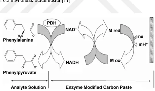 Şekil  1.6:  Analit  çözeltisinde  ve  enzim  ile  modifiye  edilmiş  karbon  pastada   gerçekleşen  reaksiyonlar [11]
