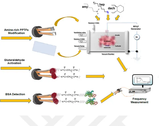 Şekil  1.16:  QTF  çatallarının  üç  farklı  monomer  ve  iki  farklı  plazma  sistemiyle  modifikasyonu ve model protein, SSA karşı tepkisi [71]