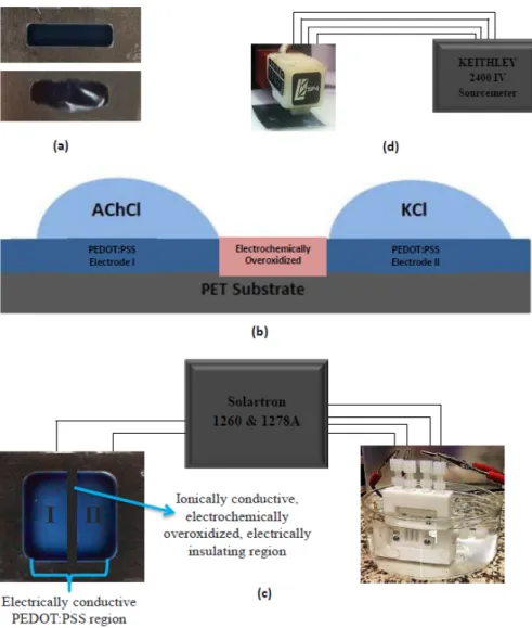Figure 1. (a) Difference in PEDOT:PSS deposition between corona-treated and non-treated PET  substrate; (b) cross-sectional image of I and II electrodes on the PET substrate with a liquid electrolyte  of AChCl and KCl; and (c) configuration of OEIP and con