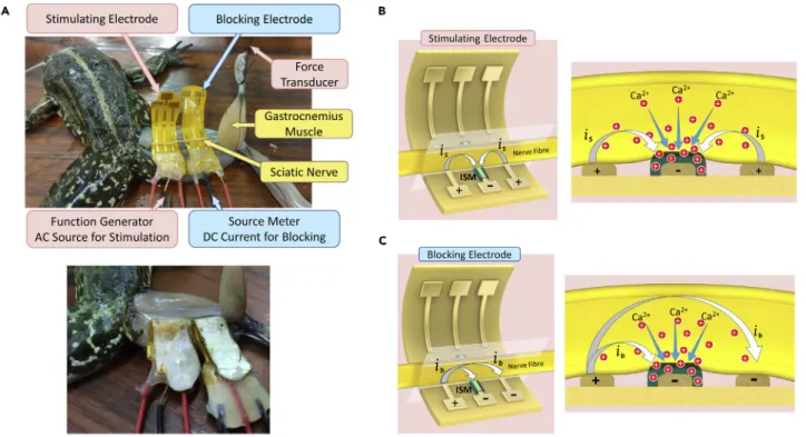 Figure 1. Experimental Setup and Operating Principle of Electro-ionic Modulation with Ca 2+ Ion Depletion