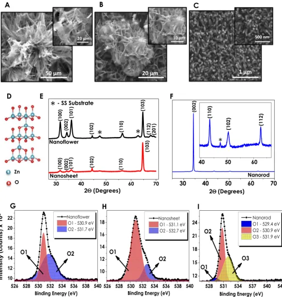 Figure 1.  Scanning electron microscopy images of (A) nanoflower, (B) nanosheet, and (C) nanorod structures; 