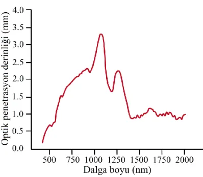 Şekil 2.6. 400-2000 nm arasındaki dalga boylarının insan derisine penetrasyonu [36]  Yukarıda  kısaca  bahsedilen  nedenlerden  dolayı  bir  lazerin  kalıcı  epilasyonda  kullanılabilmesi  için  fluens,  atım  süresi  ve  dalga  boyunun  birlikte  incelenm