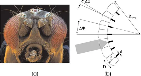 Şekil 2.7 : Doğal  apozisyon  bileşik  göz.  (a)  Meyve  sineği  kafası  “Drosophila melanogaster” [39]