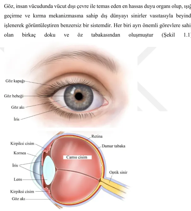 Şekil 1.1 : Göz genel görüntüsü ve anatomik yapısı [1]. 