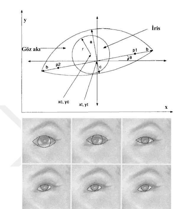 Şekil 2.1 : Değiştirilebilir şablon (üstte) ile iris ve göz bulma (altta) [11].  Tian  ve  ekibi,  değiştirilebilir  şablon  modeli  üzerine  kurulu,  gözün  açık  ve  kapalı  durumları  dikkate  alınan,  ikili  durum  parametrik  göz  takipçisi  modelini 