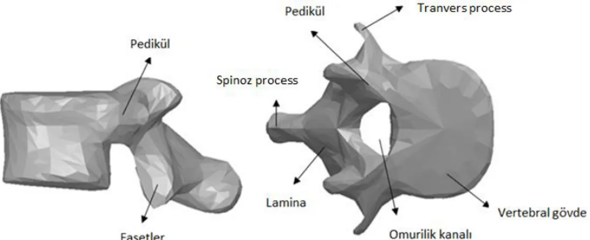 ġekil 1.2. Omurun detaylı anatomisi. [3] 