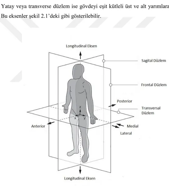 Şekil 2.1 : İnsan vücudunun eksen ve düzlemleri [7]. 