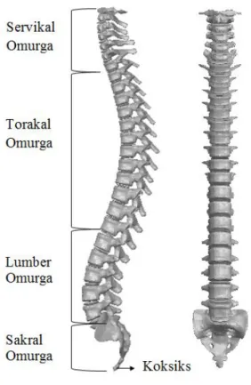 ġekil 1.2. Ġnsan anatomisi, düzlemler ve yönler [3]. 