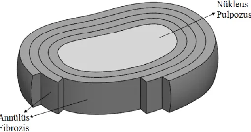ġekil 1.4. Omurlar arası disk yapısı. 