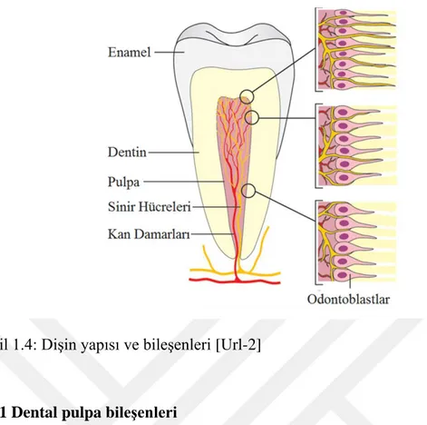Şekil 1.4: Dişin yapısı ve bileşenleri [Url-2] 