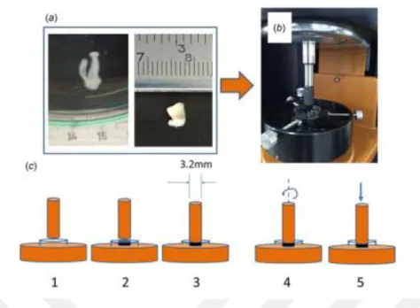 Şekil 2.1: İnsan pulpası görüntüsü ve karakterizasyonu. (a) Yirmi yaş dişinden elde  edilen doku, (b) Reolojik karakterizasyon ünitesi, (c) Plaka hareketleri