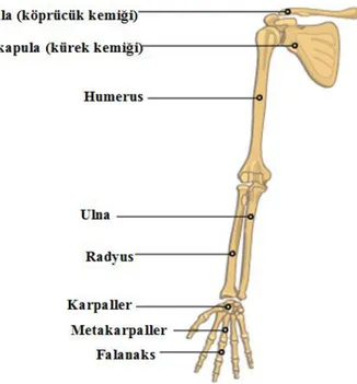 ġekil 1.1. Üst ekstremite kemikleri [2]. 