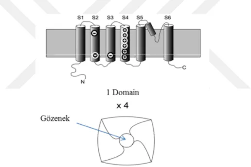 Şekil 1.1 : Voltaj kapılı sodyum kanallarının yapısı [Bezanilla., 2005]. 