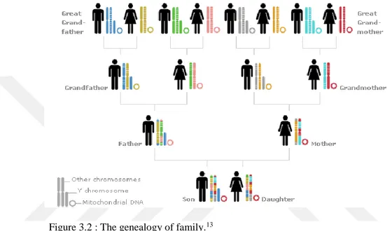 Figure 3.2 : The genealogy of family. 13