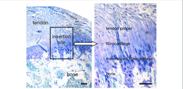 FIGURE 1 | Tendon-to-bone interface, across a functionally graded fibrocartilaginous transition site (toluidine blue-stained section from a rat supraspinatus tendon-to-bone insertion is shown; scale Bar = 200 µm)