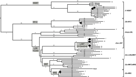Figure 1.  Unrooted MP tree of 58 Hg J chromosomes based on 1079 variable positions (Supplemental Table 2), 